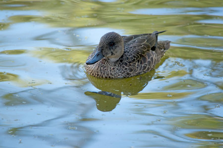 the female teal duck has dark brown feathers edged in tan with a black beak and brown eyesの写真素材