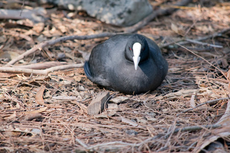 The Eurasian coot is a black sea bird with a white frontal shieldの写真素材