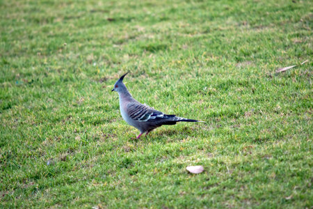 The Crested Pigeon is a stocky pigeon with a conspicuous thin black crest. Most of the plumage is grey-brown, becoming more pink on the underpartsの写真素材