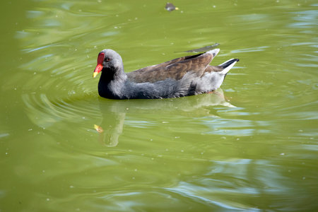 the dusky moorhen is a water bird which has all black feathers with an orange and yellow frontal shieldの写真素材