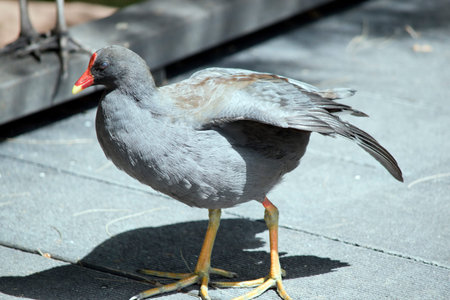 the dusky moorhen is a water bird which has all black feathers with an orange and yellow frontal...