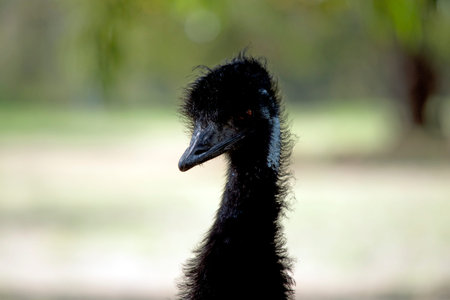The Emu is a large bird. the emu is covered in primitive feathers that are dusky brown to grey-brown...