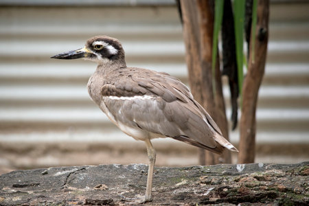 The beach stone curlew is largely grey-brown upperparts with a distinctive black-and-white striped face and shoulder-patch.の写真素材