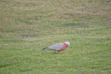The Galah has a pale silver to grey back, a pale grey rump, a pink face and breast, and a light pink...