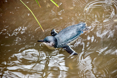 the penguin has a white chest and black body, it can not fly.の写真素材