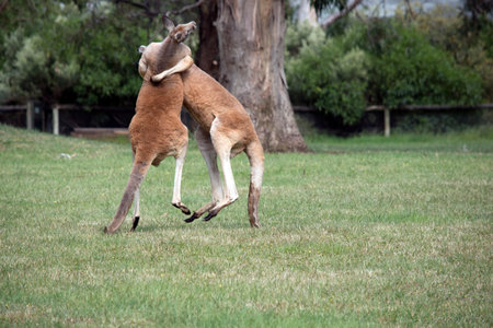 the two male kangaroos are fighting over who will end up mating with the females. the male kangaroo uses it tail to balanceの写真素材