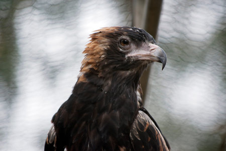 The black breasted buzzard is quite large with broad, rounded wings, and a short neck and tail....