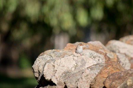 the female superb wren brown has a white breast and tan head and wings and tailの写真素材