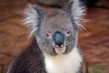 The Koala has a large round head, big furry ears and big black nose. Their fur is usually grey-brown in color with white fur on the chest, inner arms, ears and bottom.の写真素材