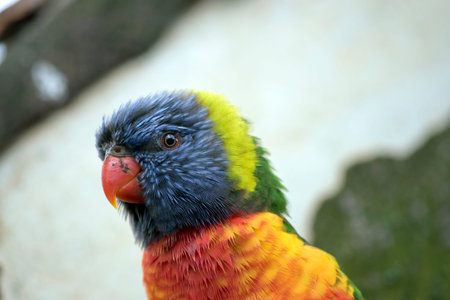 The rainbow lorikeet has a bright yellow-orange/red breast, a mostly violet-blue throat and a...