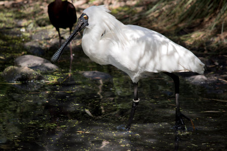 the royal spoonbill is a tall waterbird standing in a lake