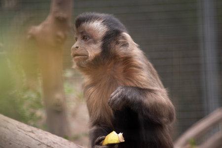 The brown capuchin has brown, thick fur with a dark wedge on the forehead and lighter face, cheeks and chin.の写真素材