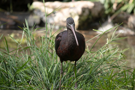 The glossy ibis neck is reddish-brown and the body is a bronze-brown with a metallic iridescent sheen on the wings. The Glossy Ibis has a distinctive long, downwards curved bill that is olive-brown in colorの写真素材