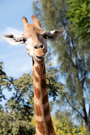 The giraffe is the tallest of all mammals. The legs and neck are extremely long. The giraffe has a short body, a tufted tail, a short mane, and short skin-covered horns.の写真素材