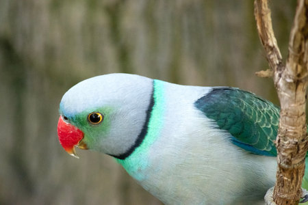 The Malabar parakeet, known also as the blue-winged parakeet, is a medium-sized parrot. The  Mantle dove-grey fading to greyish-green on back and scapulars; rump and uppertail-coverts pale bluish green, sides rump yellowishの写真素材