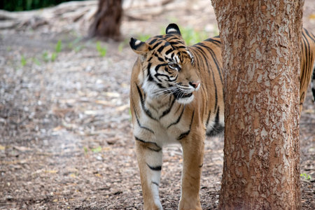 the tiger is next to a treeの写真素材