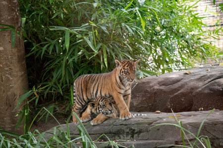 Tiger cubs are born small, blind, and weak. They're born with all their stripes and drink their...
