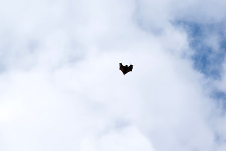 Bats are the only mammals that can fly. Instead of arms or hands, they have wings. The wings have a...