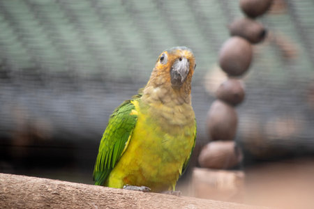The brown throated conure plumage is green. The forehead, sides of head and chin are...