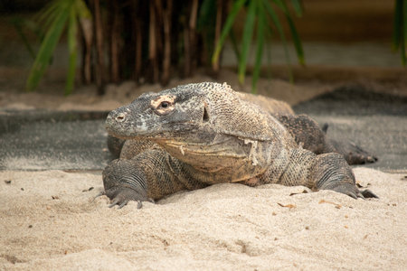 Komodo dragons are large lizards with long tails, strong and agile necks, and sturdy limbs.  Adults...