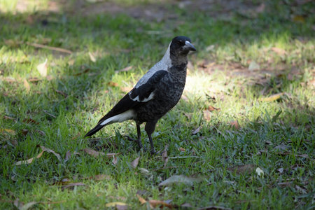 the magpie is a black and white  birdの写真素材