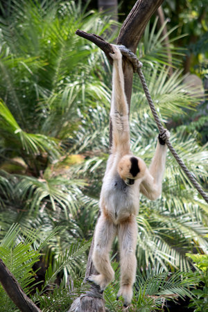 the female white faced gibbon has orange hair with a black face and white cheeks