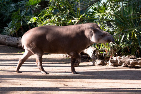 The tapirâs long, flexible snout is formed from the upper lip and nose. Use to Locate food by smell.の写真素材