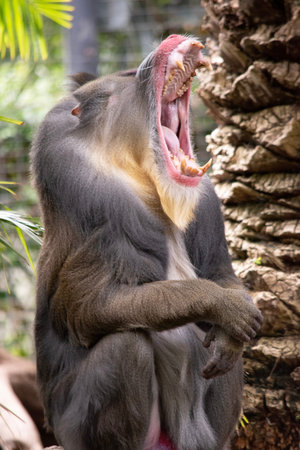 the mandrill has thick ridges along the nose that are purple and blue, red lips and nose, and a...