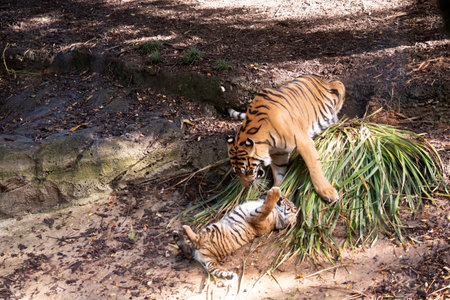 Tiger cubs are born with their stripes and only drink their mothers milk until they are 6 months oldの写真素材