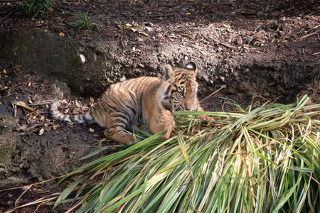 Tiger cubs are born with their stripes and only drink their mothers milk until they are 6 months oldの写真素材