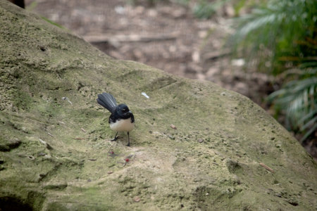 The willy wagtail is a small black and white bird