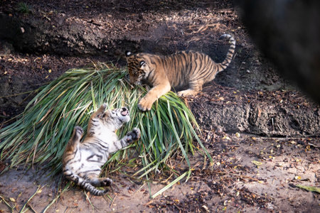 Tiger cubs are born with their stripes and only drink their mothers milk until they are 6 months oldの写真素材