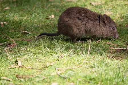 The long nosed potoroos have shorter tails and ears and pointier faces than other rat kangaroos have.の写真素材