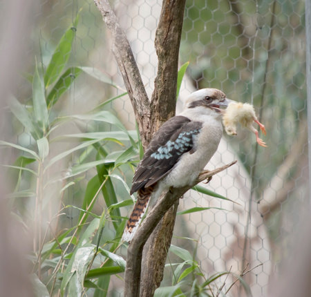 Kookaburras have an off-white head, which is marked by a distinctive dark brown stripe which runs around each eye and along the centre of the head.の写真素材