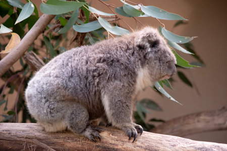 the Koala has a large round head, big furry ears and big black nose. Their fur is usually grey-brown...