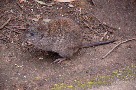 The Long-nosed Potoroo have a brown to grey upper body and paler underbody. They have a long nose that tapers with a small patch of skin extending from the snout to the nose.の写真素材