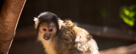 The Bolivian Squirrel Monkey has a small, cream face with a black nose and muzzle. It also has a...