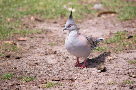 The Crested Pigeon is a stocky pigeon with a conspicuous thin black crest. Most of the plumage is grey-brown, becoming more pink on the underpartsの写真素材