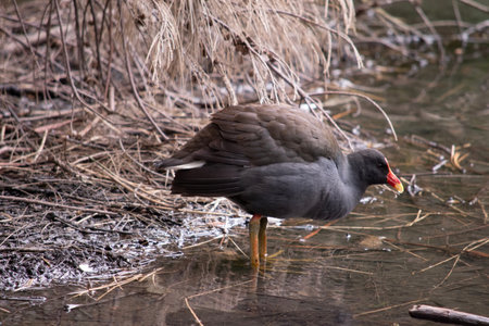 the dusky moorhen is a water bird which has all black feathers with an orange and yellow frontal shieldの写真素材