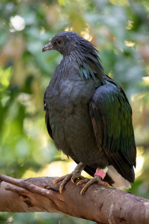 The nicobar pigeon general coloration is dark green iridescent, with a short white tail. Display plumage of the neck is green with coppery and greenish-blue overtones.の写真素材