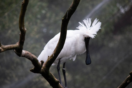 The royal spoonbill is a large white sea bird with a black bill that looks like a spoon. The royal spoonbill has yellow eyebrows and black legsの写真素材