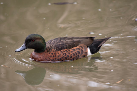 the male the chestnut teal duck has a green head and neck and a brown bodyの写真素材