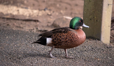 the male the chestnut teal duck has a green head and neck and a brown bodyの写真素材