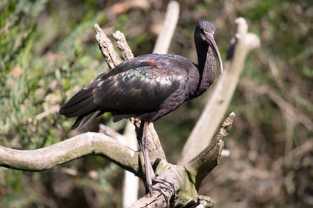 The glossy ibis neck is reddish-brown and the body is a bronze-brown with a metallic iridescent sheen on the wings.の写真素材