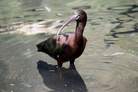 The glossy ibis neck is reddish-brown and the body is a bronze-brown with a metallic iridescent sheen on the wings.の写真素材