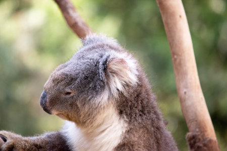 the Koala has a large round head, big furry ears and big black nose. Their fur is usually grey-brown in color with white fur on the chest, inner arms, ears and bottom.の写真素材