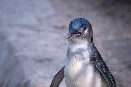 Penguins have a large head, short neck, and elongated body. Their tails are short, stiff, and wedge-shaped.の写真素材