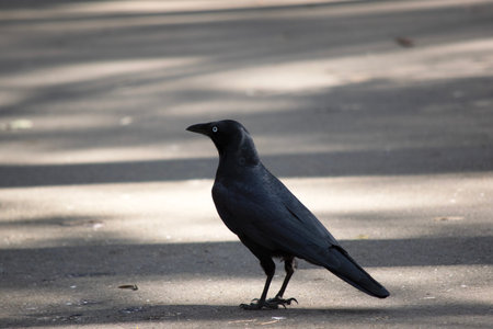 Australian Ravens are black with white eyes in adults. The feathers on the throat (hackles) are...