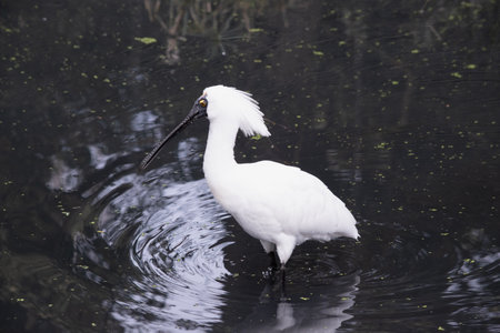 The royal spoonbill is a large white sea bird with a black bill that looks like a spoon. The royal spoonbill has yellow eyebrows and black legsの写真素材