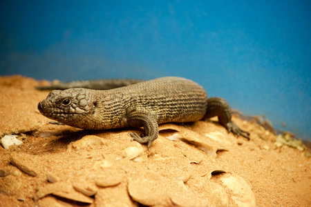 The Cunningham's Skink is a sun-loving variety of spiny-tailed skinkの写真素材